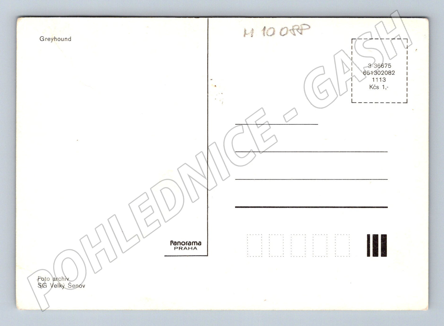 Pohlednice greyhound chrt Panorama Praha (M10088)