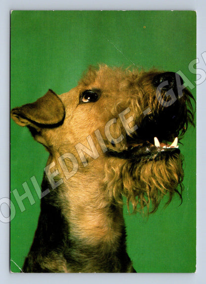 Pohlednice erdelteriér Airedale Panorama Praha (M10089)