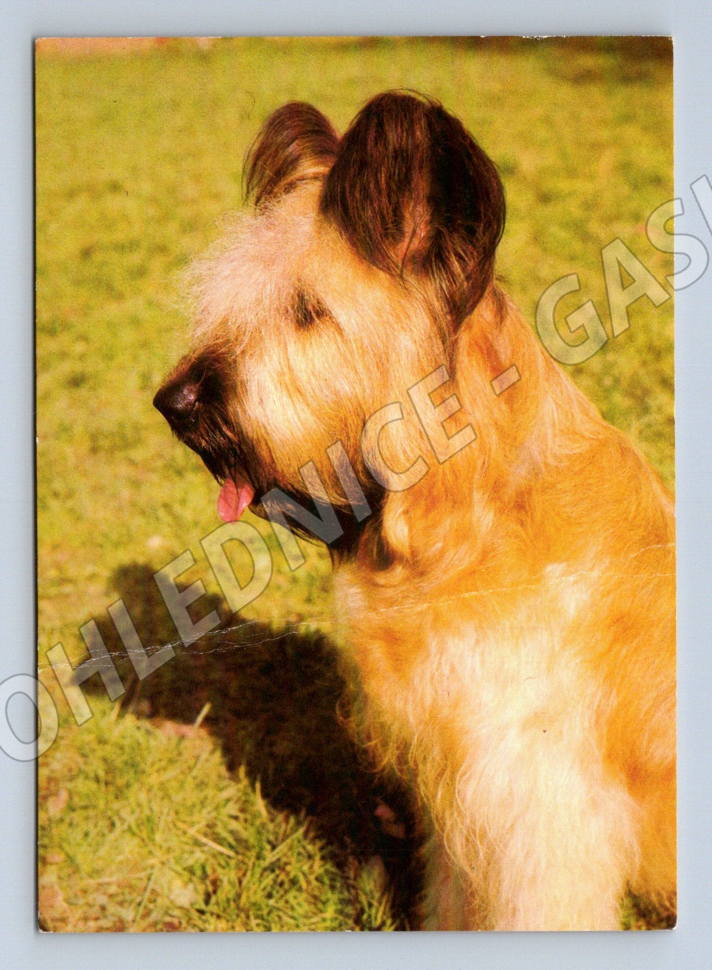 Pohlednice pes Briard Svépomoc Praha 1982 (M10090)