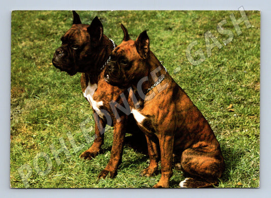 Pohlednice boxeři dva psi na trávě ČSSR (M10091)