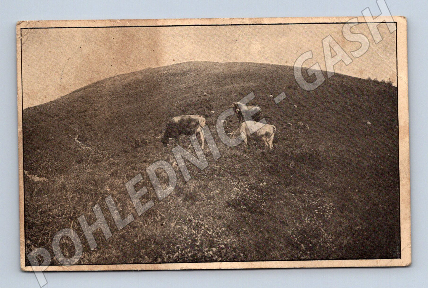 Pohlednice Jasina Polonina Menčul krávy (M10093)