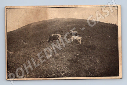 Pohlednice Jasina Polonina Menčul krávy (M10093)
