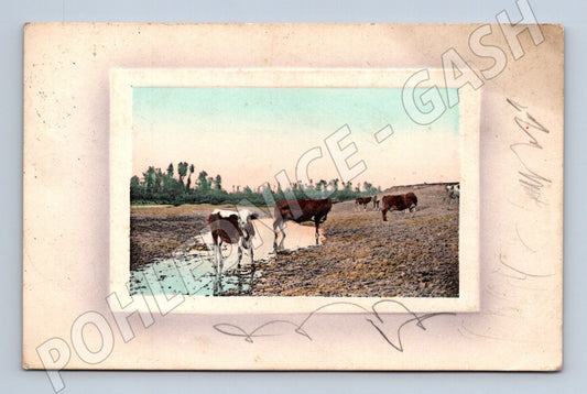 Pohlednice krávy u vody kolorovaná prošlá (M10094)