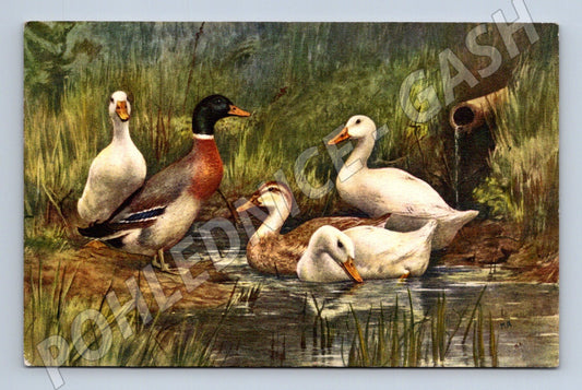 Pohlednice kachny u potůčku ilustrace Švýcarsko (M10095)
