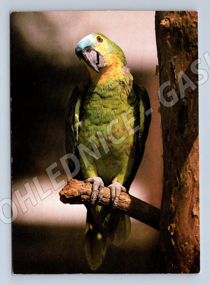 Pohlednice amazoňan modročelý Zoo Hannover (M10096)