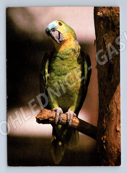 Pohlednice amazoňan modročelý Zoo Hannover (M10096)