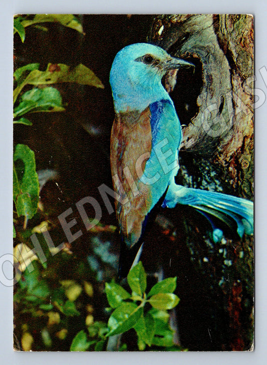 Pohlednice barevný pták SSSR 1982 neprošlá (M10097)