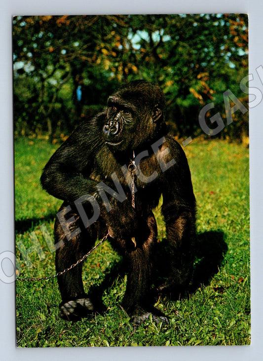 Pohlednice gorila Pressfoto Miroslav Krob (M10098)