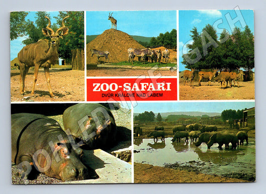 Pohlednice ZOO Safari Dvůr Králové Afrika (M10099)