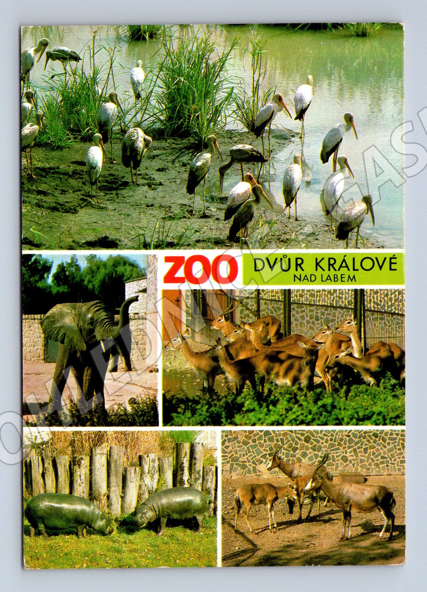 Pohlednice ZOO Dvůr Králové safari zvířata (M10100)