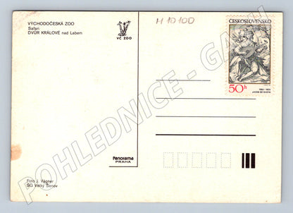 Pohlednice ZOO Dvůr Králové safari zvířata (M10100)