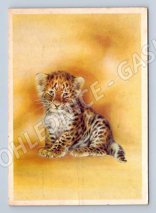 Pohlednice leopard koťátko A Isakov SSSR (M10101)