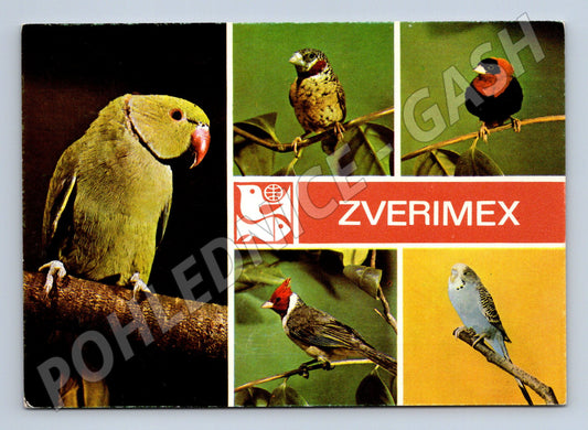 Pohlednice Zverimex exotické ptáky nepoužitá (M10103)