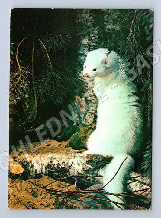 Pohlednice norka bílá SSSR příroda (M10104)