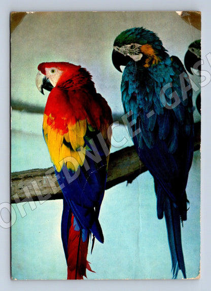 Pohlednice ZOO Dvůr Králové papoušci Ara (M10105)