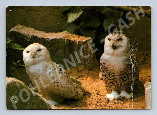 Pohlednice sovice sněžná ZOO Ústí n Labem (M10106)