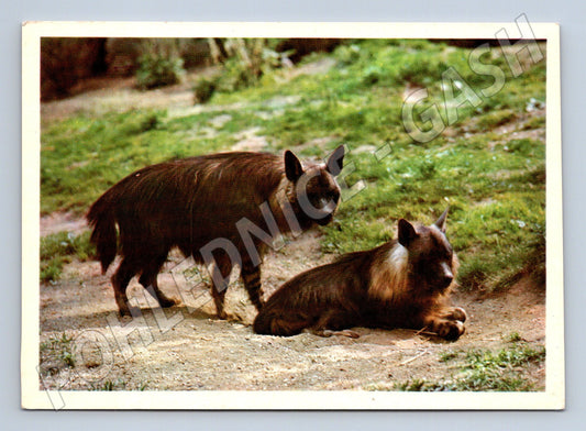 Pohlednice hyena šabraková vzácné africké zvíře (M10107)