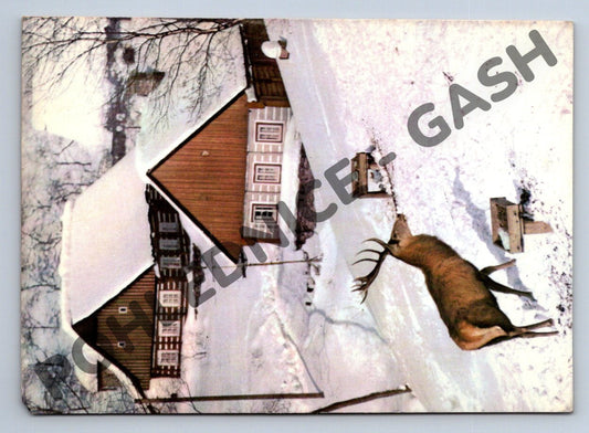 Pohlednice Zimní krajina roubenka a srnec 1965 ČSR (M1062)