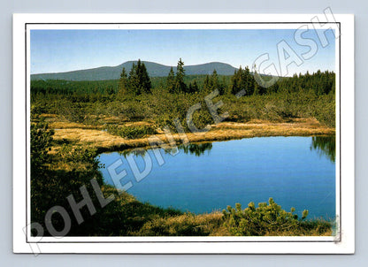 Pohlednice Šumava - Weitfällerské slatě (M10639)