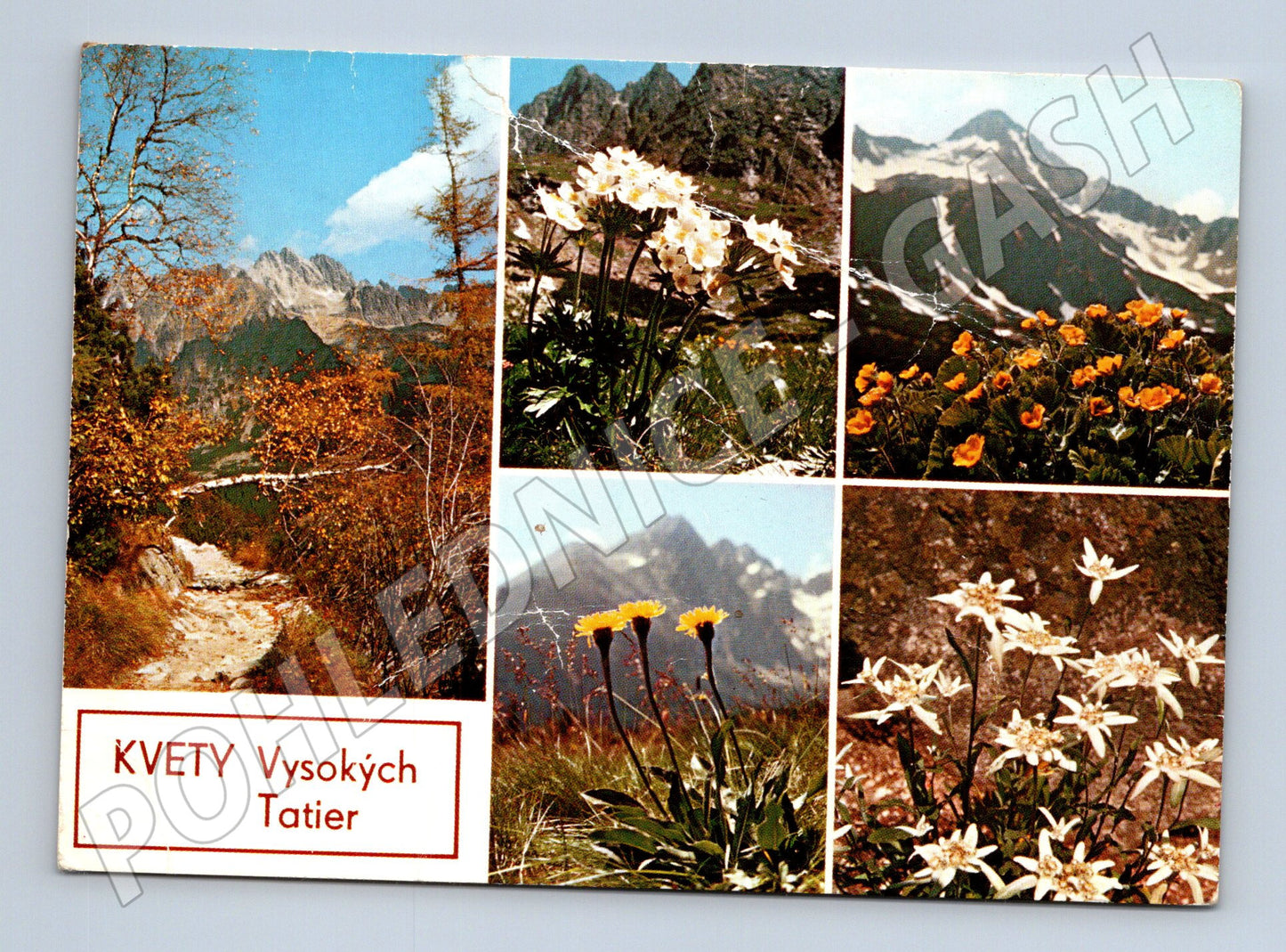 Pohlednice KVĚTY Vysokých Tater – horské květy (M11098)