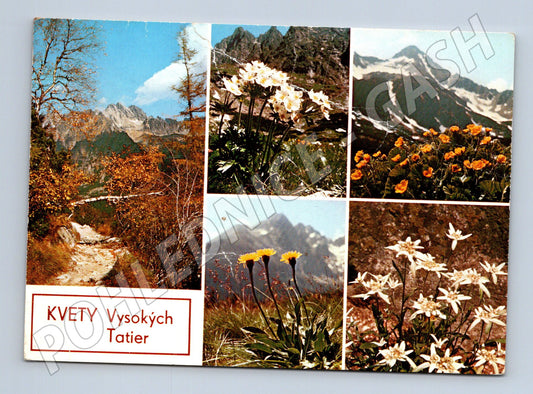 Pohlednice KVĚTY Vysokých Tater – horské květy (M11098)