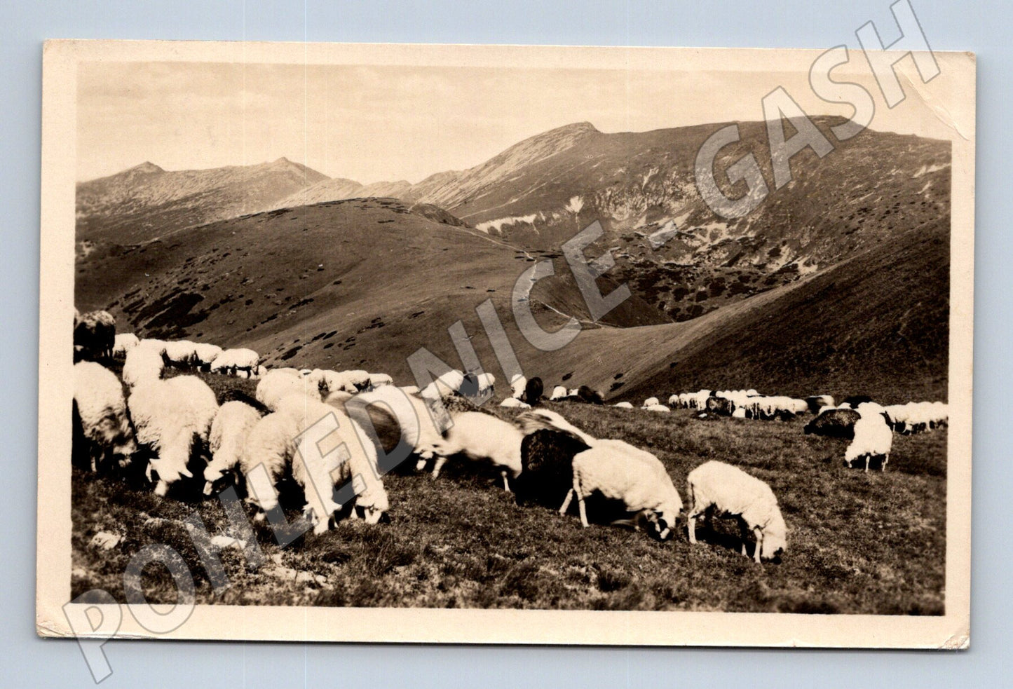 Pohlednice Nízké Tatry – ovce na pastvě (M11454)