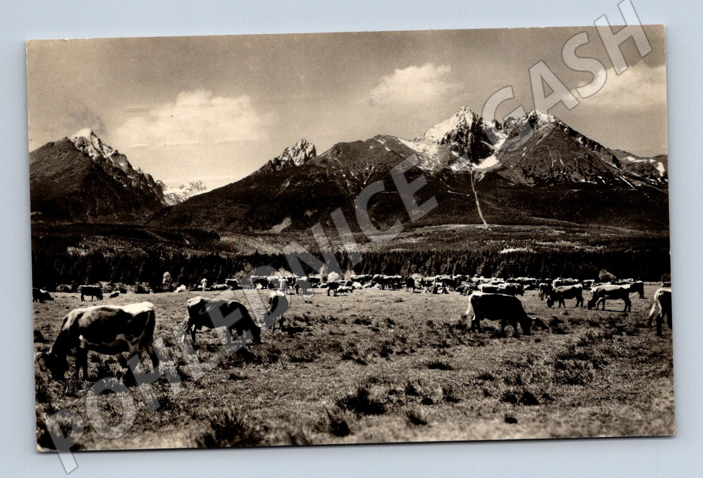 Pohlednice Vysoké Tatry - pastevní stádo (M11587)
