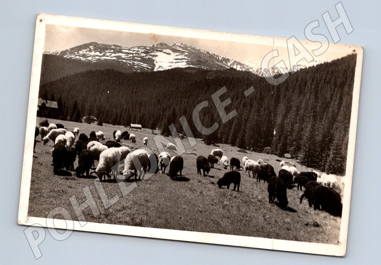 Pohlednice Pod Chopkom, ovce, Nízké Tatry (M11678)