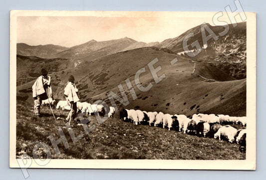 Pohlednice Nízké Tatry pastevci a ovce (M11752)