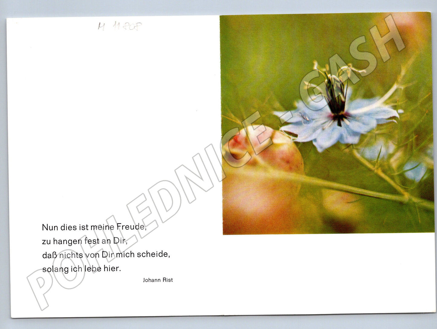 Pohlednice květina německý text (M11808)