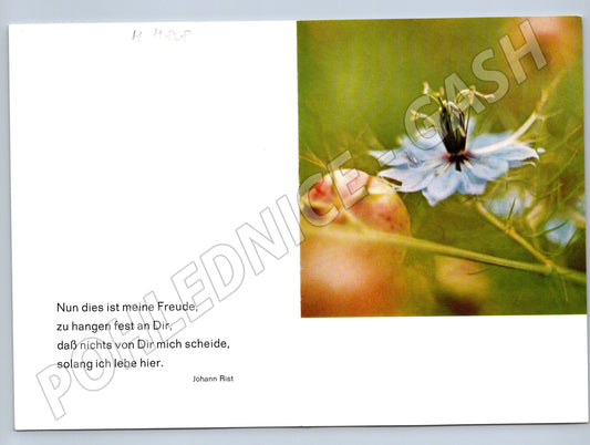 Pohlednice květina německý text (M11808)