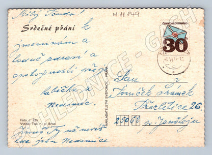 Pohlednice květiny karafiáty (M11849)