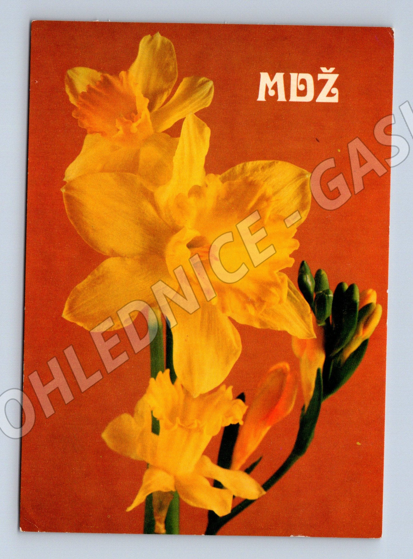 Pohlednice MDŽ žluté narcisy (M11853)