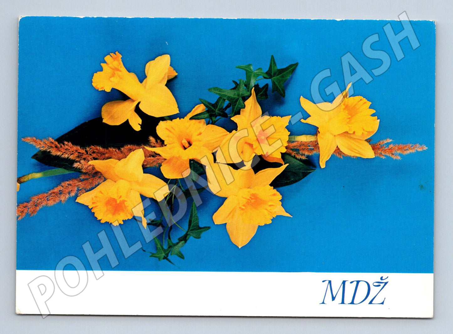 Pohlednice žluté narcisy retro (M11857)