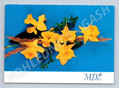 Pohlednice žluté narcisy retro (M11857)