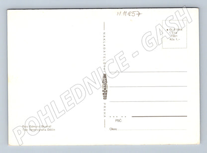 Pohlednice žluté narcisy retro (M11857)