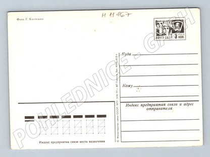 Pohlednice SSSR 1977 růže narozeniny (M11867)