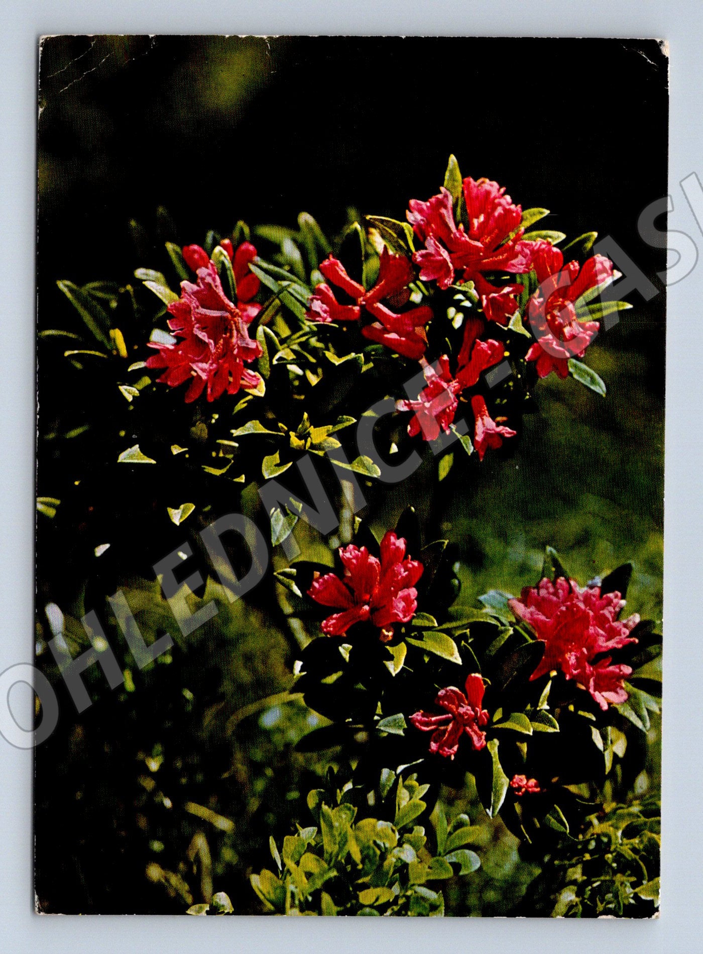 Pohlednice Rhododendron ferrugineum Švýcarsko (M11914)