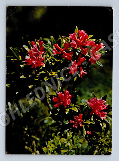Pohlednice Rhododendron ferrugineum Švýcarsko (M11914)