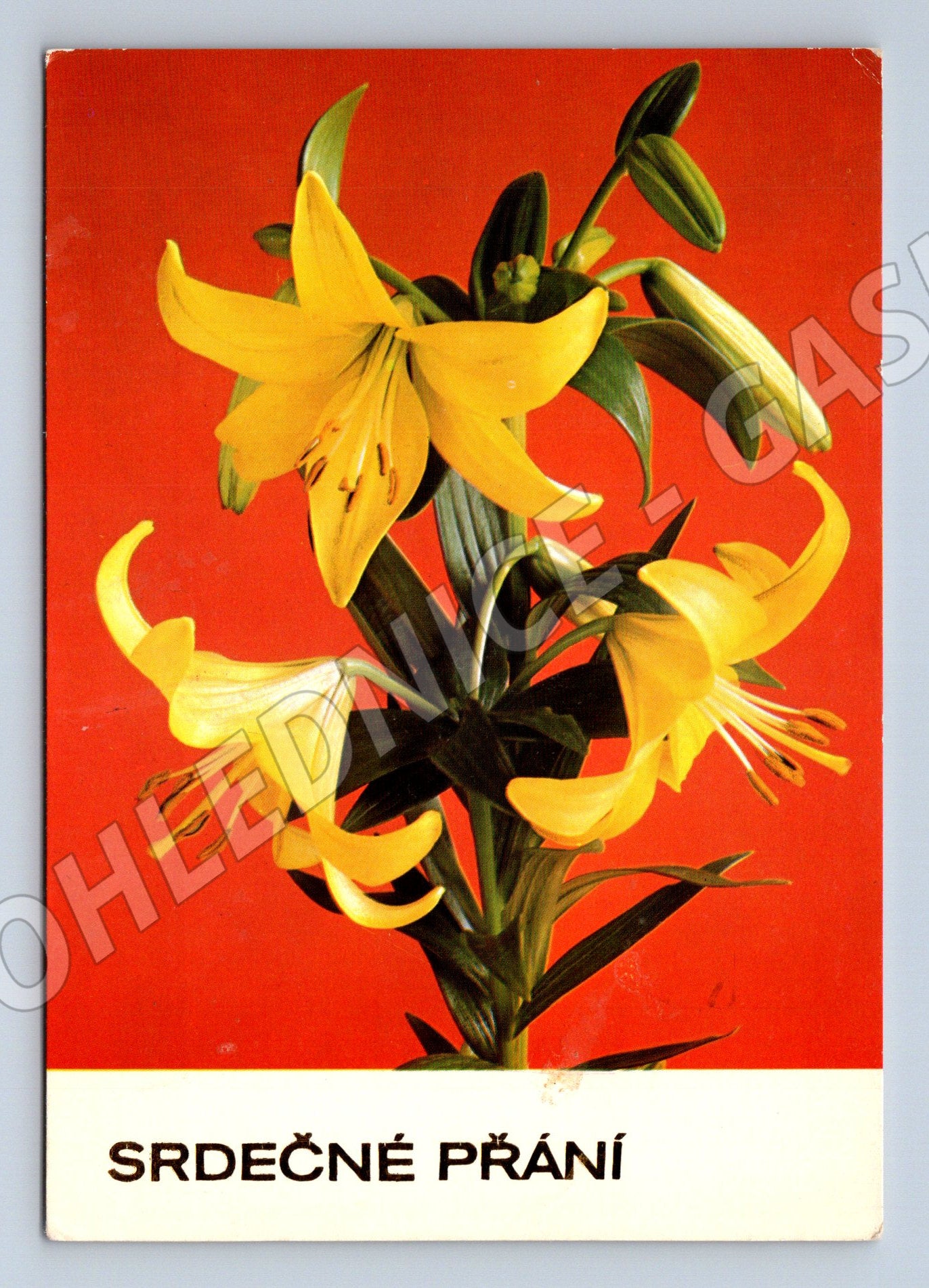 Pohlednice SRDEČNÉ PŘÁNÍ žluté lilie (M11953)