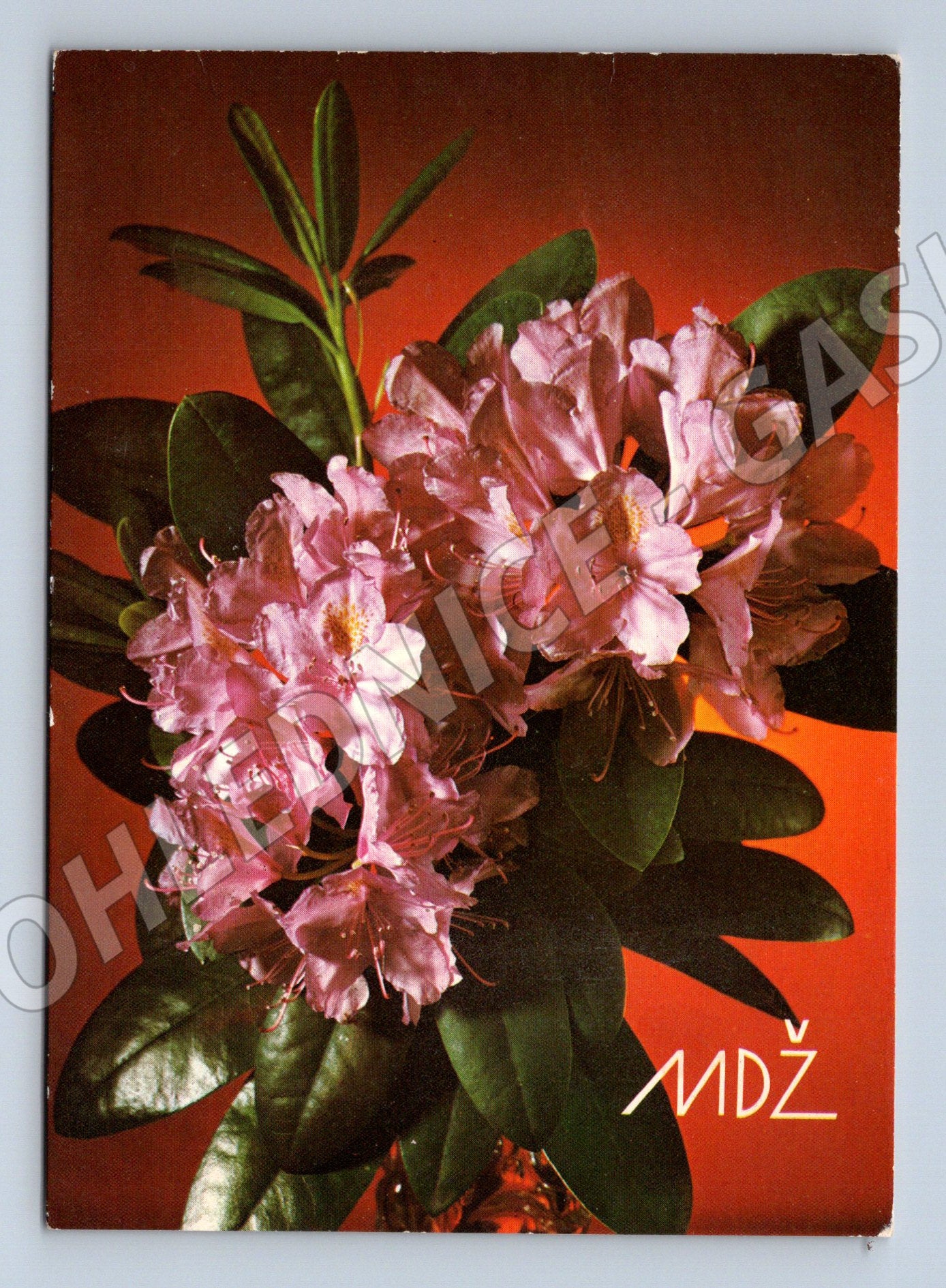 Pohlednice Květiny rododendron retro (M11959)