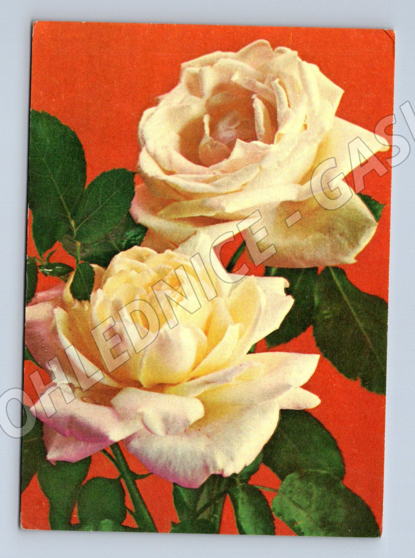 Pohlednice Bílé růže SSSR 1975 (M11965)
