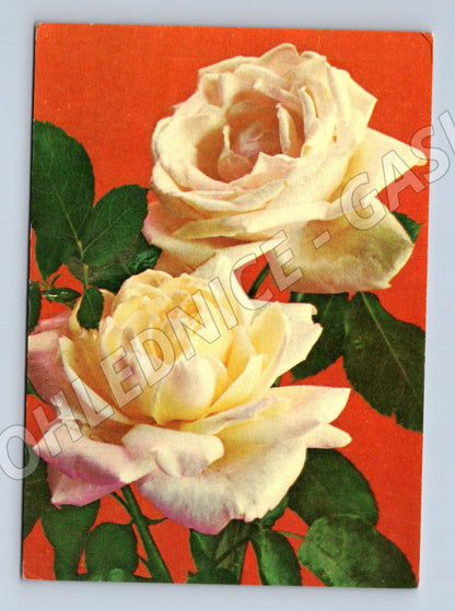 Pohlednice Bílé růže SSSR 1975 (M11965)