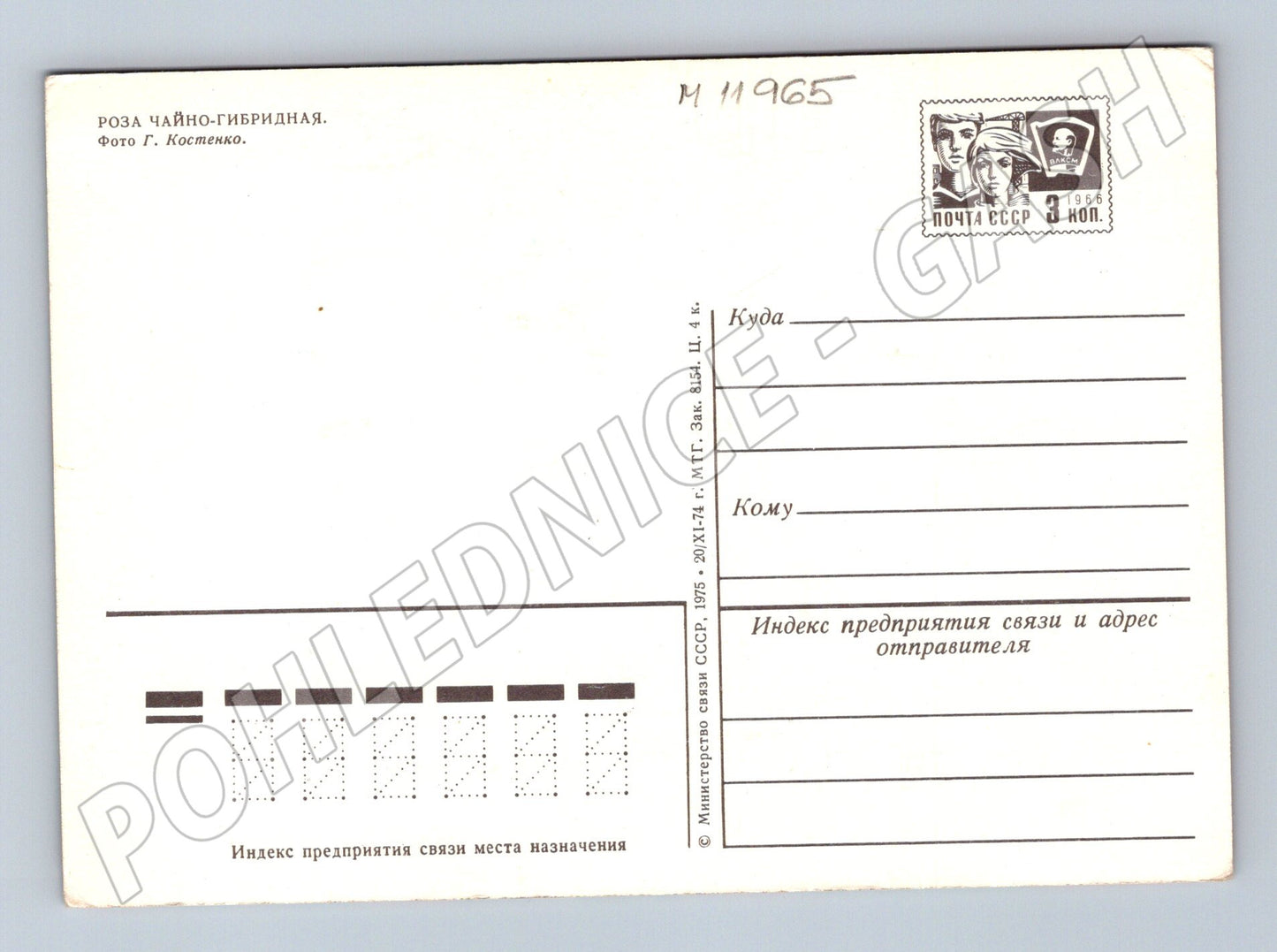 Pohlednice Bílé růže SSSR 1975 (M11965)