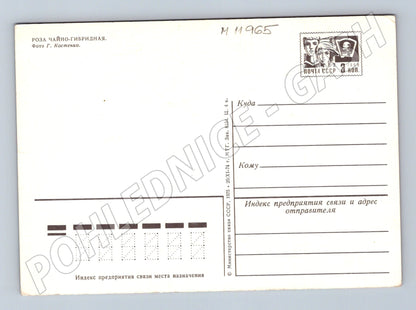 Pohlednice Bílé růže SSSR 1975 (M11965)