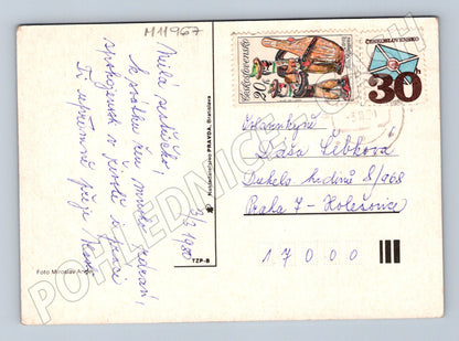 Pohlednice květina Československo 1981 (M11967)