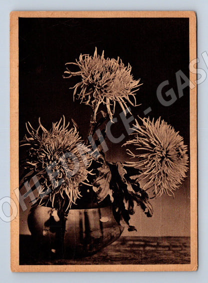 Pohlednice EVA - Chrysanthemum (květiny) M11981