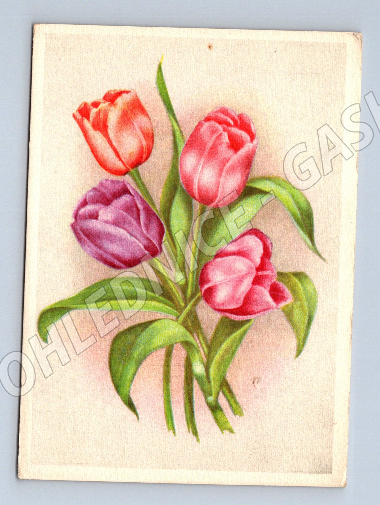 Pohlednice tulipány barevné květiny (M12002)