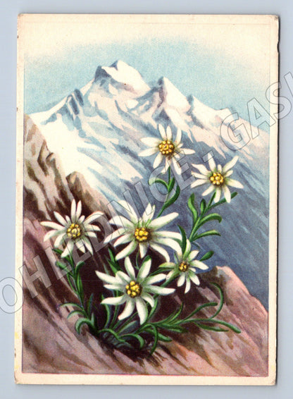 Pohlednice Edelweiss Švýcarsko/Alpy (M12029)