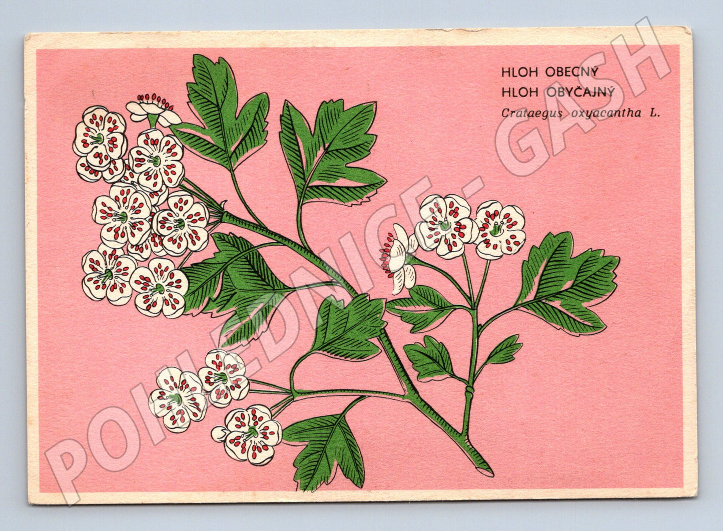 Pohlednice Hloh obecný – botanická ilustrace (M12039)